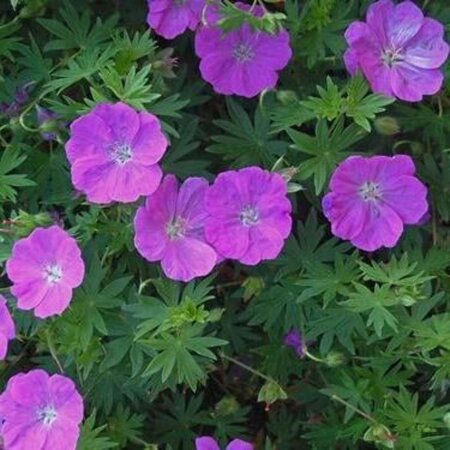 Geranium sang. 'New Hampsh. Purple' geen maat specificatie 0,55L/P9cm