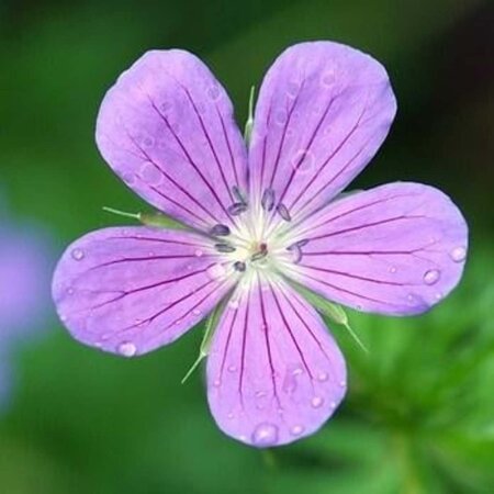 Geranium 'Spinners' geen maat specificatie 0,55L/P9cm