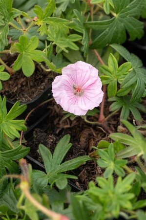 Geranium sanguineum striatum geen maat specificatie 0,55L/P9cm - afbeelding 1