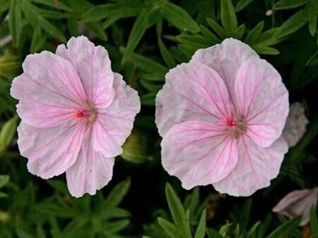 Geranium sanguineum striatum geen maat specificatie 0,55L/P9cm - afbeelding 6