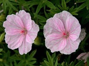 Geranium sanguineum striatum geen maat specificatie 0,55L/P9cm - afbeelding 6