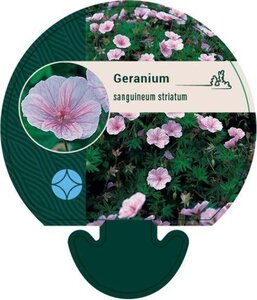 Geranium sanguineum striatum geen maat specificatie 0,55L/P9cm - afbeelding 7