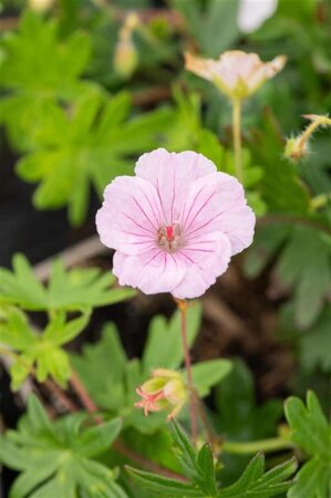 Geranium sanguineum striatum geen maat specificatie 0,55L/P9cm - afbeelding 2