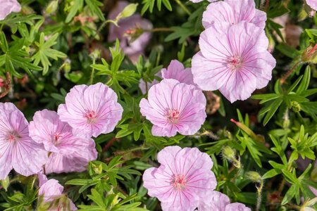 Geranium sanguineum striatum geen maat specificatie 0,55L/P9cm - afbeelding 3