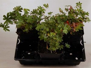 Geranium sanguineum striatum geen maat specificatie 0,55L/P9cm - afbeelding 4