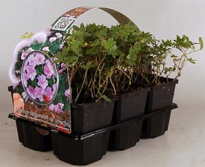 Geranium sanguineum striatum geen maat specificatie 0,55L/P9cm - afbeelding 5