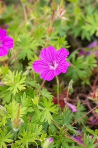 Geranium 'Tiny Monster' geen maat specificatie 0,55L/P9cm - afbeelding 1