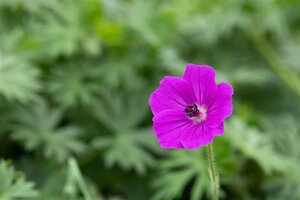 Geranium 'Tiny Monster' geen maat specificatie 0,55L/P9cm - afbeelding 2