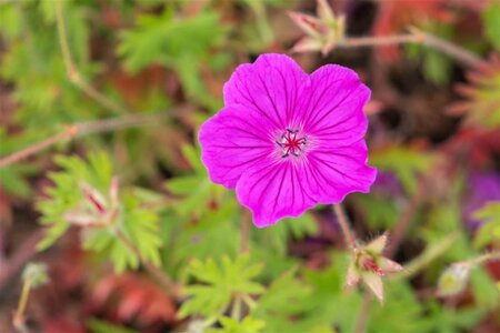 Geranium 'Tiny Monster' geen maat specificatie 0,55L/P9cm - afbeelding 3