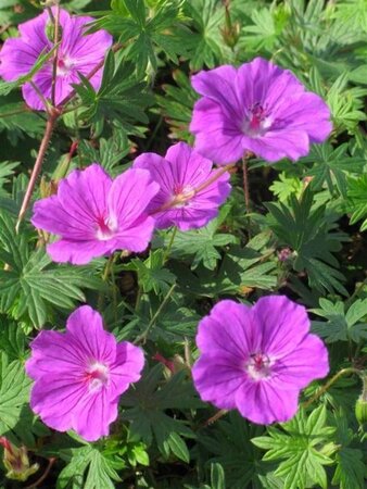 Geranium 'Tiny Monster' geen maat specificatie 0,55L/P9cm - afbeelding 4