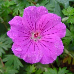 Geranium 'Tiny Monster' geen maat specificatie 0,55L/P9cm - afbeelding 5