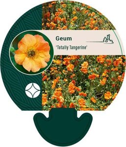 Geum 'Totally Tangerine' geen maat specificatie 0,55L/P9cm - afbeelding 4