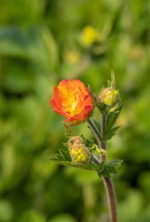 Geum 'Totally Tangerine' geen maat specificatie 0,55L/P9cm - afbeelding 1