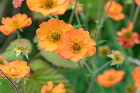 Geum 'Totally Tangerine' geen maat specificatie 0,55L/P9cm - afbeelding 3