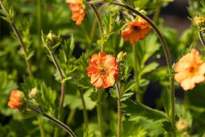 Geum 'Totally Tangerine' geen maat specificatie 0,55L/P9cm - image 2