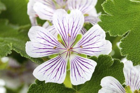 Geranium versicolor geen maat specificatie 0,55L/P9cm - afbeelding 1