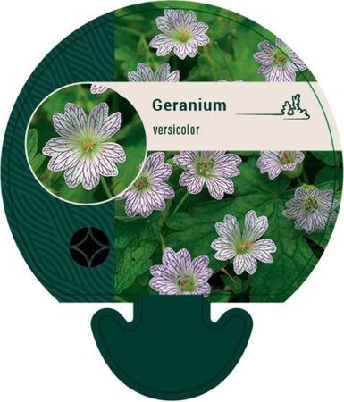 Geranium versicolor geen maat specificatie 0,55L/P9cm - afbeelding 2