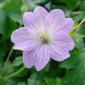 Geranium versicolor geen maat specificatie 0,55L/P9cm - afbeelding 3