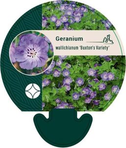 Geranium w. 'Buxton's Variety' geen maat specificatie 0,55L/P9cm