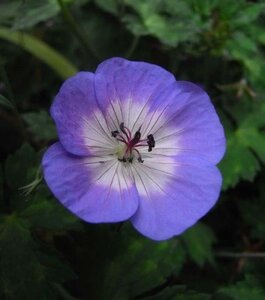 Geranium w. 'Buxton's Variety' geen maat specificatie 0,55L/P9cm - image 1