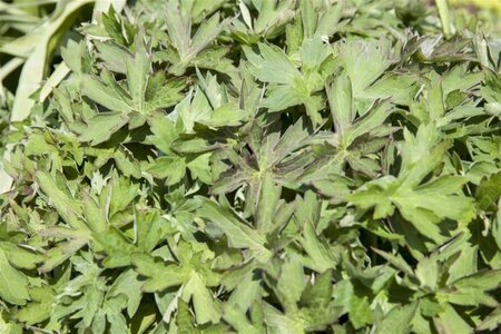 Geranium wlassovianum geen maat specificatie 0,55L/P9cm - afbeelding 1