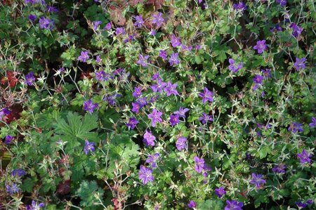 Geranium wlassovianum geen maat specificatie 0,55L/P9cm - afbeelding 2