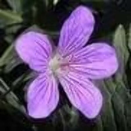 Geranium wlassovianum geen maat specificatie 0,55L/P9cm - afbeelding 4