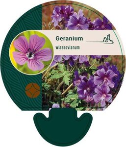 Geranium wlassovianum geen maat specificatie 0,55L/P9cm - afbeelding 3