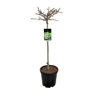 Ginkgo bil. 'Mariken' 80 cm stam cont. 15L - afbeelding 1