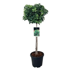 Ginkgo bil. 'Mariken' 80 cm stam cont. 15L - afbeelding 2