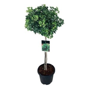 Ginkgo bil. 'Mariken' 80 cm stam cont. 15L - afbeelding 3