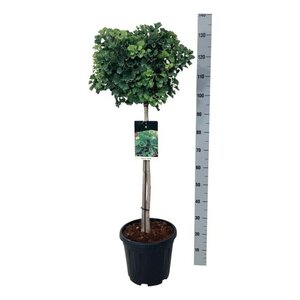 Ginkgo bil. 'Mariken' 80 cm stam cont. 15L - afbeelding 4