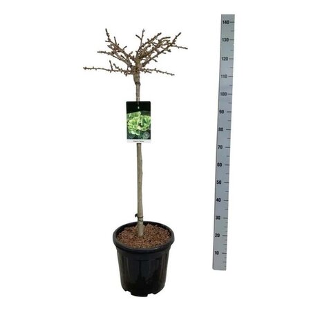 Ginkgo bil. 'Mariken' 80 cm stam cont. 15L - afbeelding 5