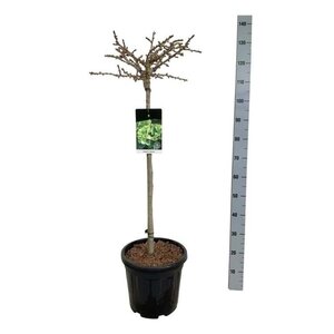 Ginkgo bil. 'Mariken' 80 cm stem cont. 15L - image 5