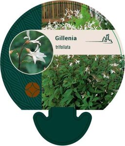 Gillenia trifoliata geen maat specificatie 0,55L/P9cm - afbeelding 3