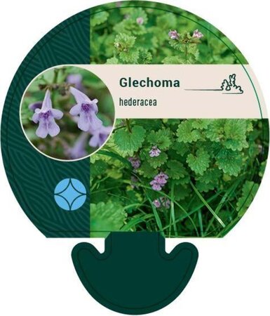 Glechoma hederacea geen maat specificatie 0,55L/P9cm - afbeelding 2