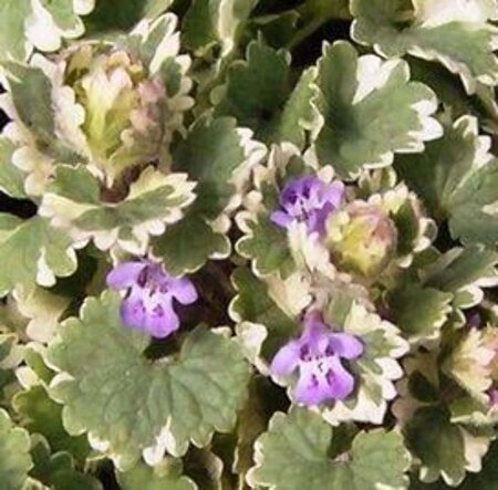 Glechoma hederacea 'Variegata' geen maat specificatie 0,55L/P9cm