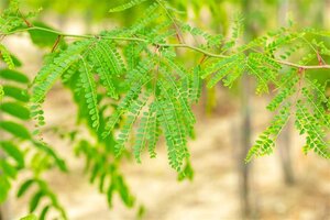 Gleditsia triacanthos inermis 250-300 cm container meerstammig - afbeelding 1