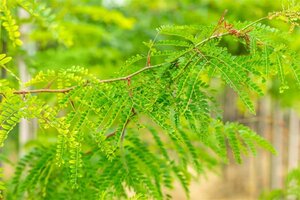 Gleditsia triacanthos inermis 250-300 cm container meerstammig - afbeelding 2