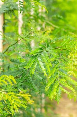 Gleditsia triacanthos inermis 250-300 cm container meerstammig - afbeelding 3