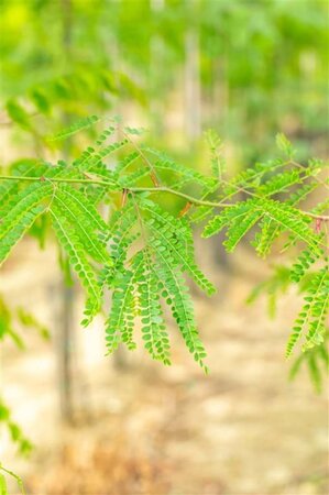 Gleditsia triacanthos inermis 250-300 cm container meerstammig - afbeelding 4