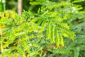 Gleditsia triacanthos inermis 250-300 cm container meerstammig - afbeelding 5