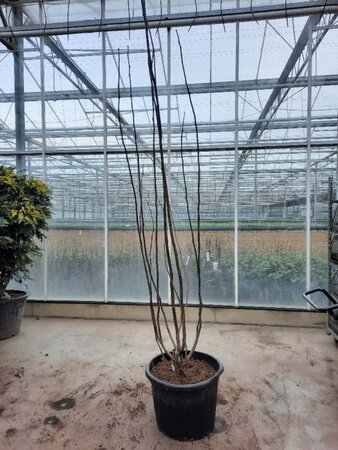 Gleditsia triacanthos inermis 300-350 cm container multi-stem - image 1