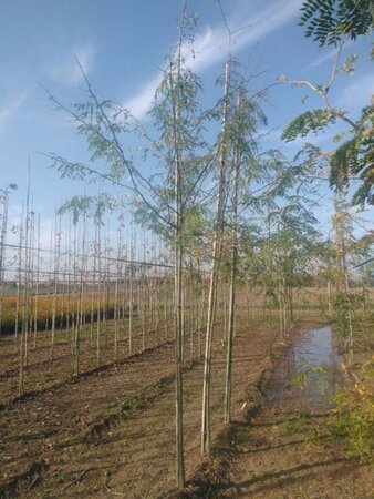 Gleditsia triacanthos 10-12 Hoogstam wortelgoed