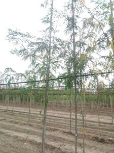 Gleditsia triacanthos 6-8 Hoogstam wortelgoed - afbeelding 2