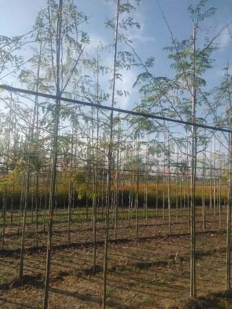 Gleditsia triacanthos 6-8 Hoogstam wortelgoed - afbeelding 1