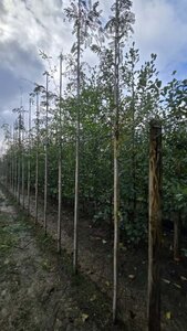 Gleditsia triacanthos 6-8 Hoogstam wortelgoed - afbeelding 3