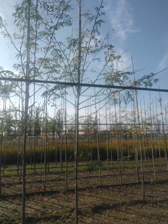 Gleditsia triacanthos 8-10 Hoogstam wortelgoed - afbeelding 1