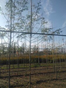 Gleditsia triacanthos 8-10 Hoogstam wortelgoed - afbeelding 1