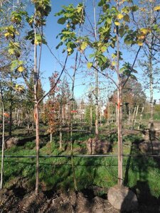 Gleditsia triac. 'Skyline' 6-8 Hoogstam draadkluit